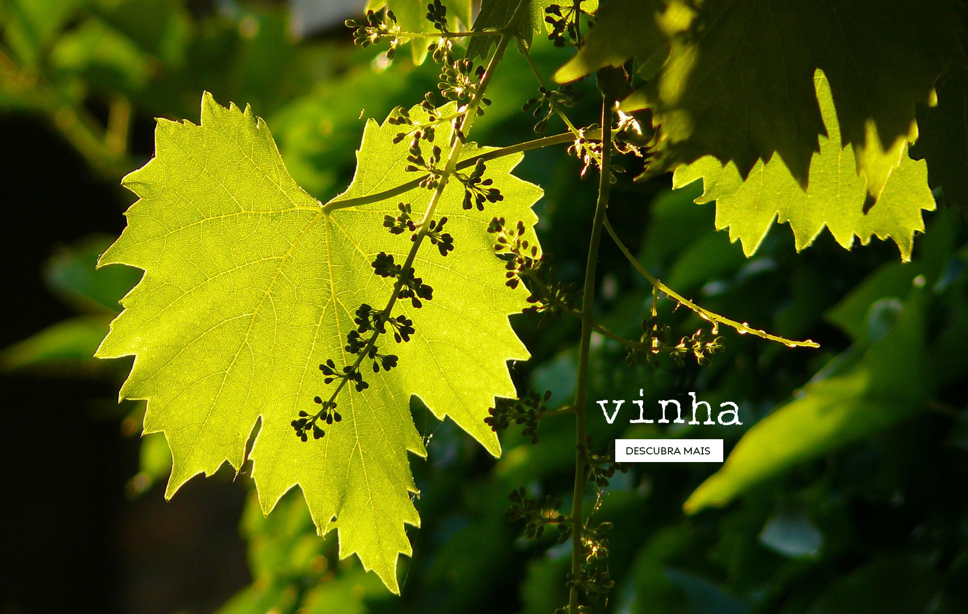 Vinha